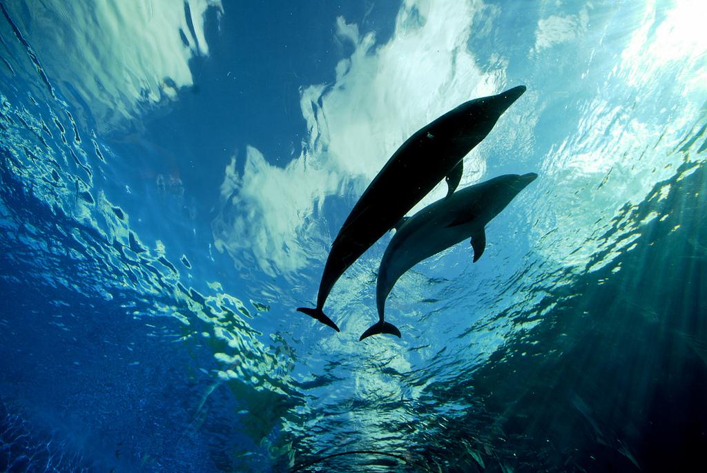 Deep Blue Dolphin Love