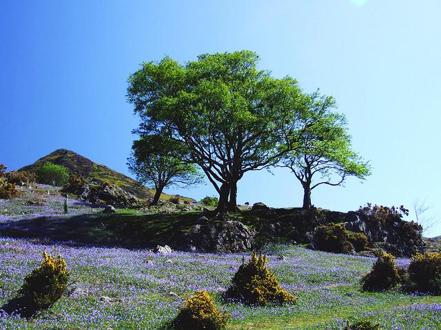 Spring