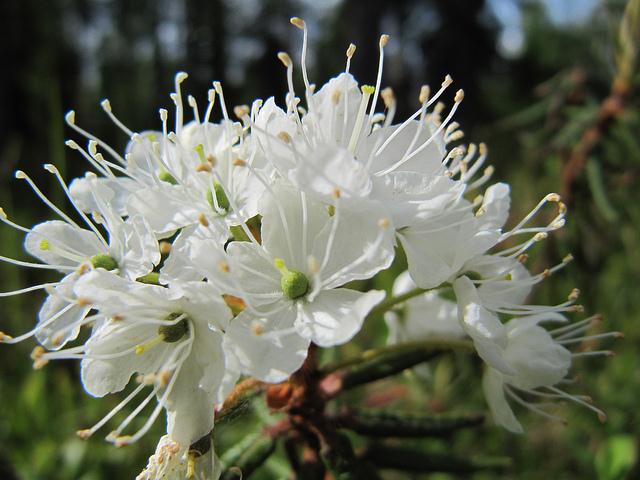 White Flowers