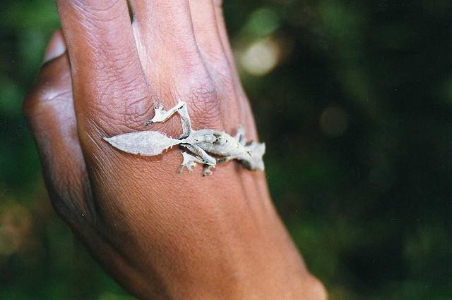 Uroplatus (Leaf-tailed Gecko)
