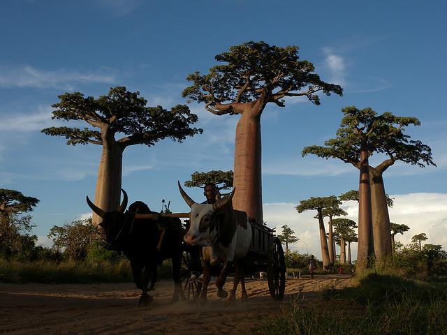 Allée des Baobabs near Morondava, Madagascar