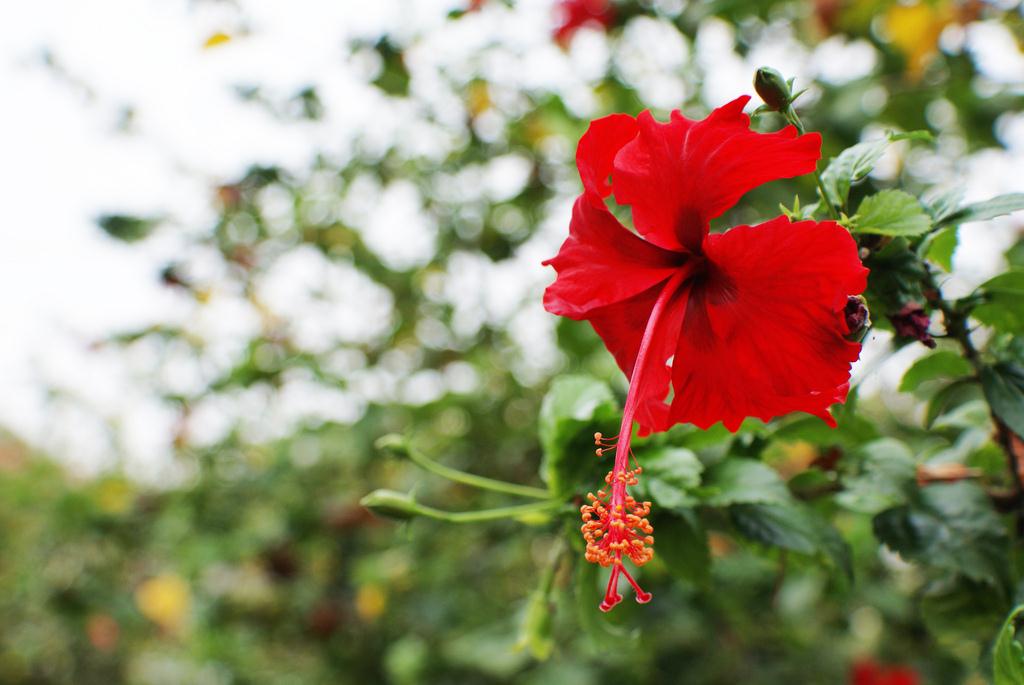 Malaysia's National Flower