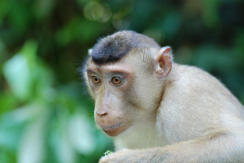 Long-Tailed Macaque, Sepilok, Borneo, Malaysia