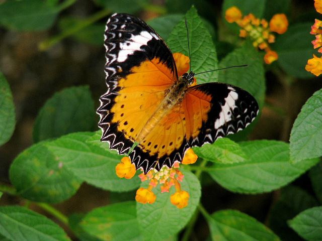 Malaysia - Penang Butterfly Gardens - 07