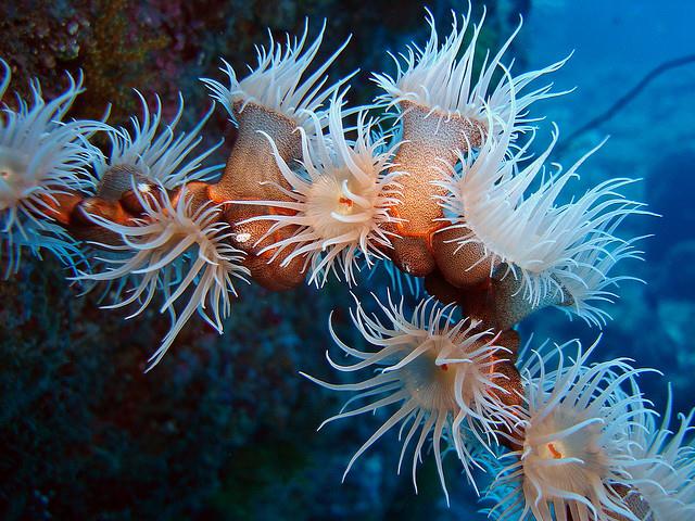 Plongée Ile Maurice 2008 630