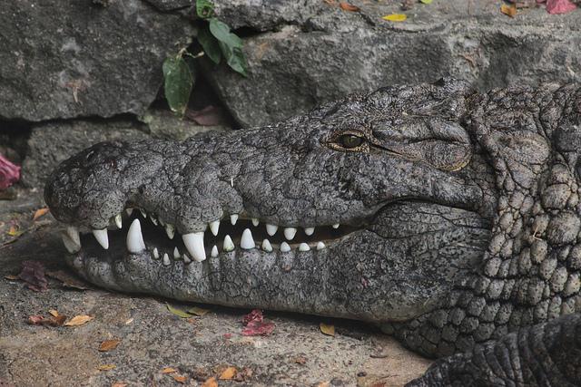 crocky