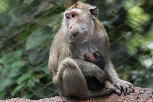 monkey mummy nursing her baby