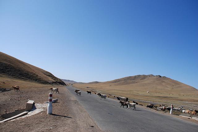 Estepa en Mongolia