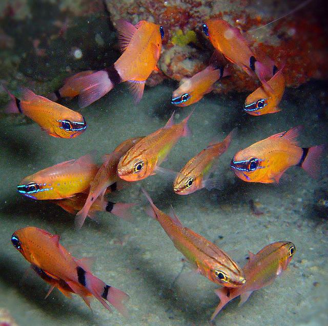 Ring-tail Cardinalfish, Apogon aureus