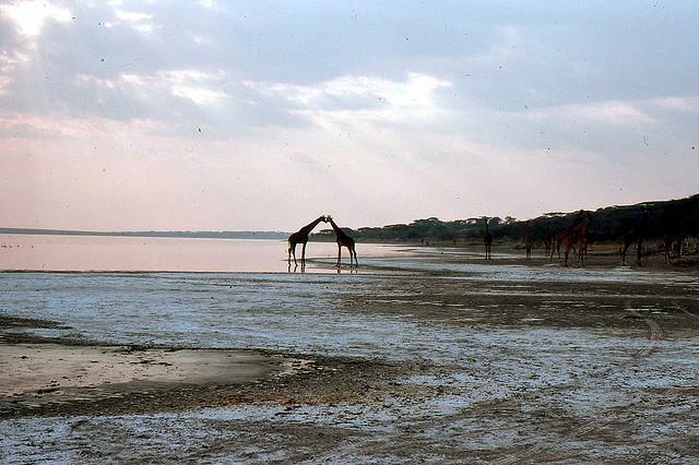 Giraffes kissing by lake Magadi