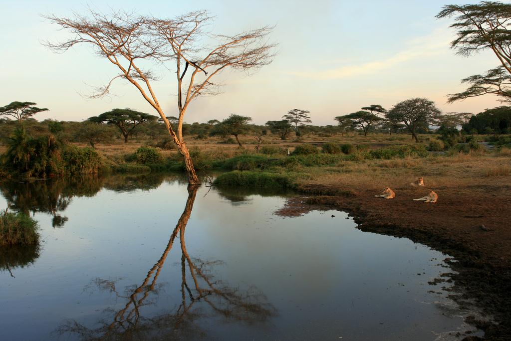 Serengeti 51