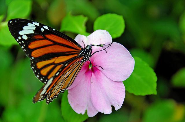 DGJ_4105 - A Thailand Beauty