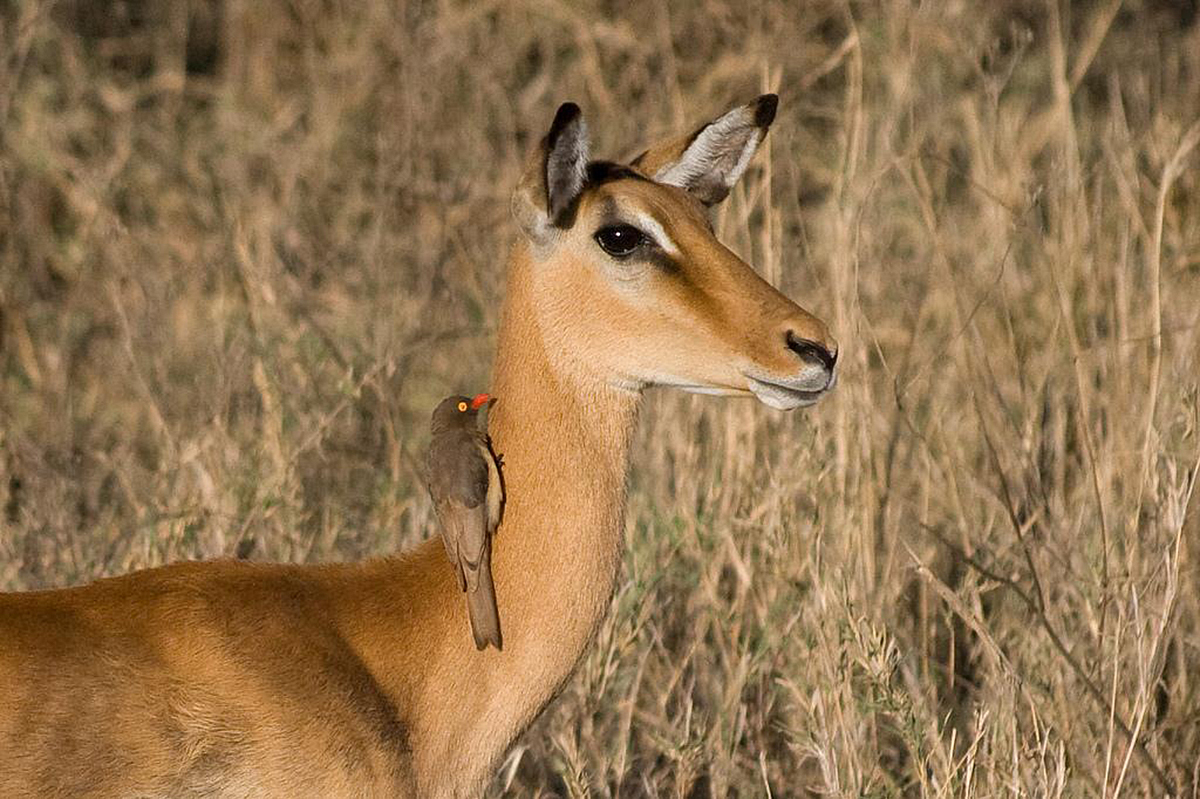 Serengeti